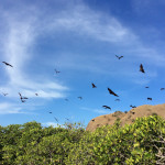 Our guide gave the tree a shake...!