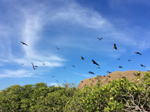 Our guide gave the tree a shake...!