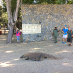 Casual Komodo dragon strolling past the entrance sign just 10m away from the beach