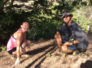 Sleeping Komodo at the top of Fregata Hill