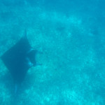 Manta - about 2.5 metres span