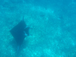 Manta - about 2.5 metres span